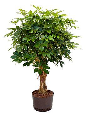 Dypsis lutescens Dypsis lutescens