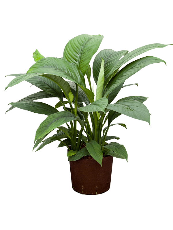 Spathiphyllum Spathiphyllum