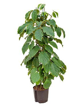 Tetrastigma