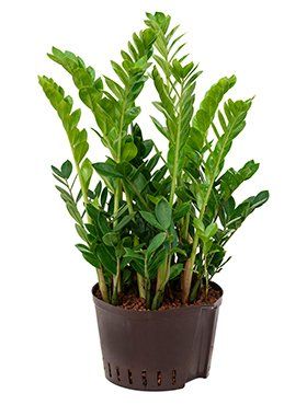 Zamioculcas zamiiflora