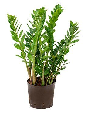 Zamioculcas zamiifolia Zamioculcas zamiifolia