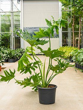 Philodendron selloum als vrij lage plant Philodendron selloum als vrij lage plant