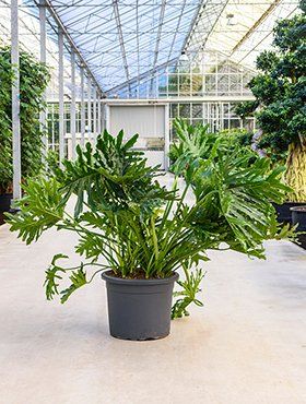 Philodendron bipinnatifidum Philodendron bipinnatifidum