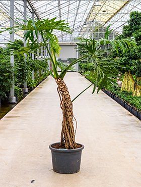 Philodendron bipinnatifidum met stam Philodendron bipinnatifidum met stam