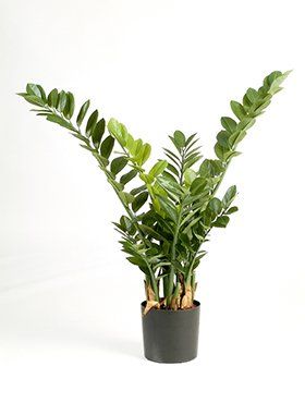 Zamioculcas zamiifolia Zamioculcas zamiifolia