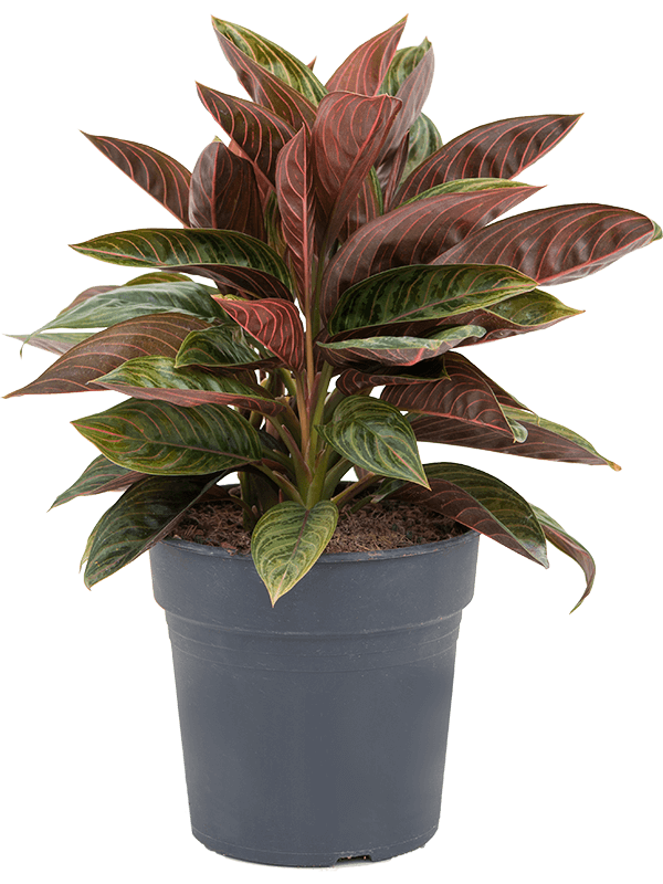 Aglaonema chocolate Aglaonema chocolate