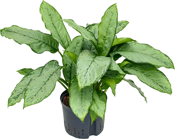 Aglaonema freedman Aglaonema freedman