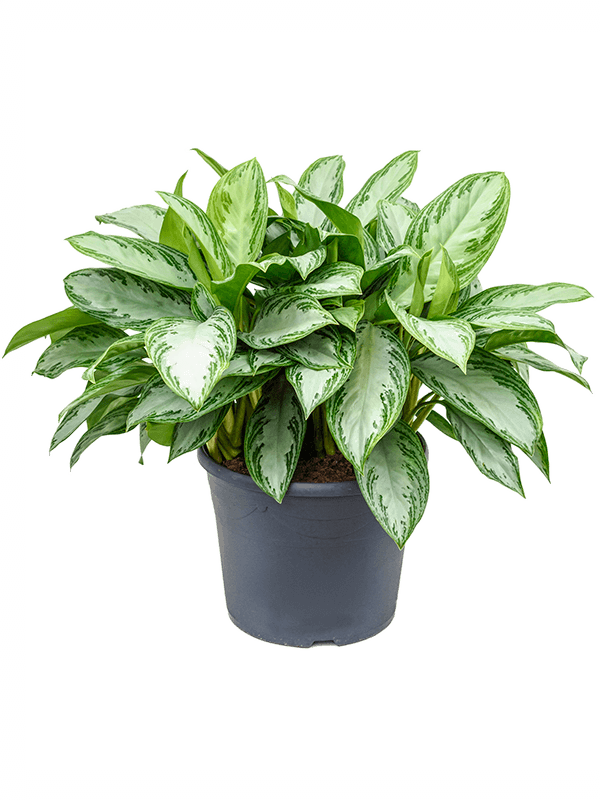 Aglaonema silver bay Aglaonema silver bay