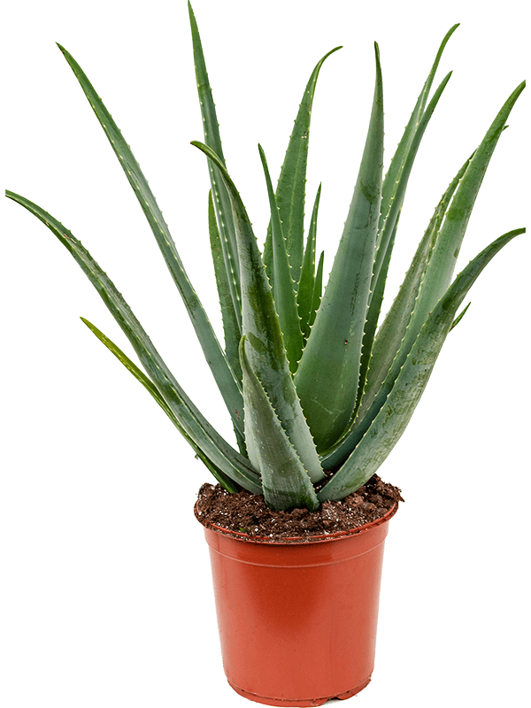 Aloë vera Aloë vera