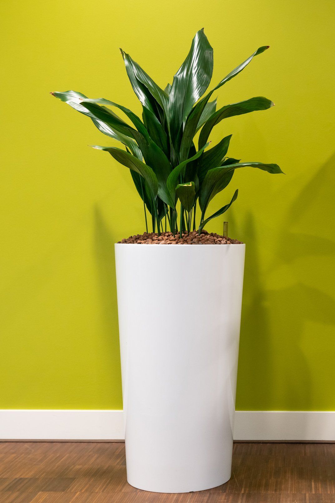 Aspidistra elatior in moderne plantenbak Aspidistra elatior in moderne plantenbak