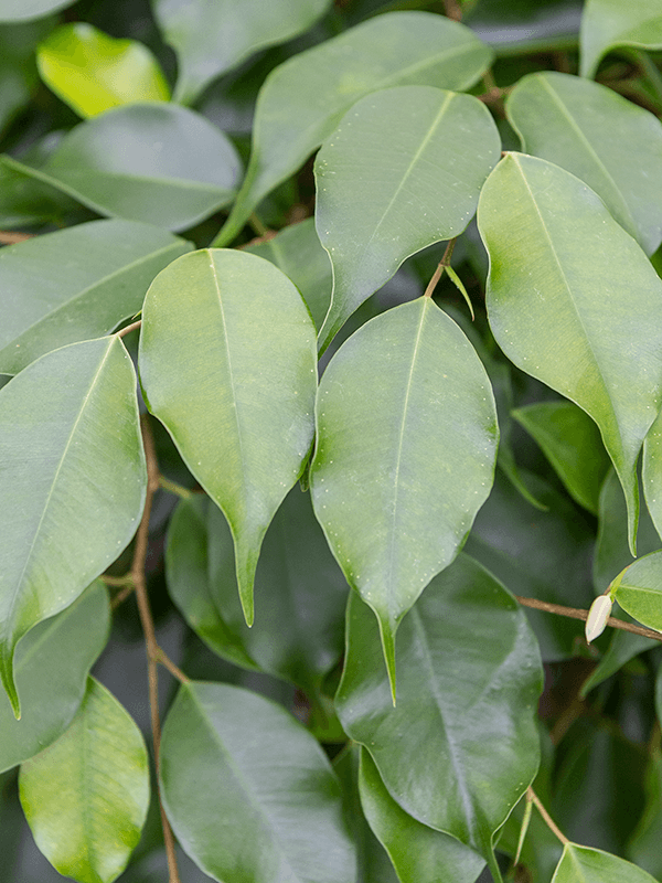Bladeren van de Ficus benjamina Bladeren van de Ficus benjamina