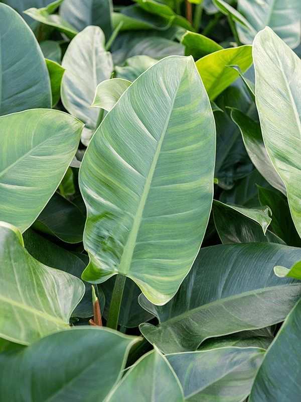 Bladeren van Philodendron imperial green Bladeren van Philodendron imperial green
