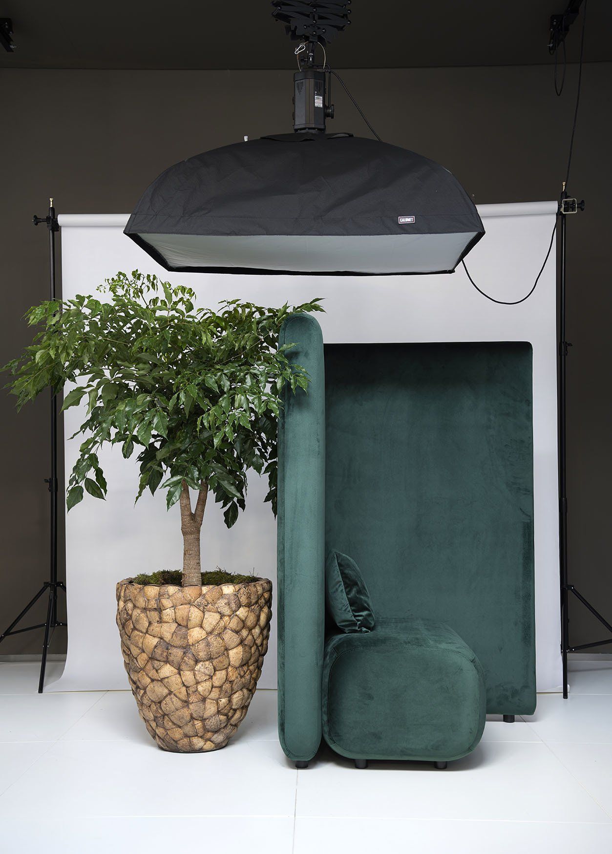 Ficus benjamina Ficus benjamina in Kokosnoten pot