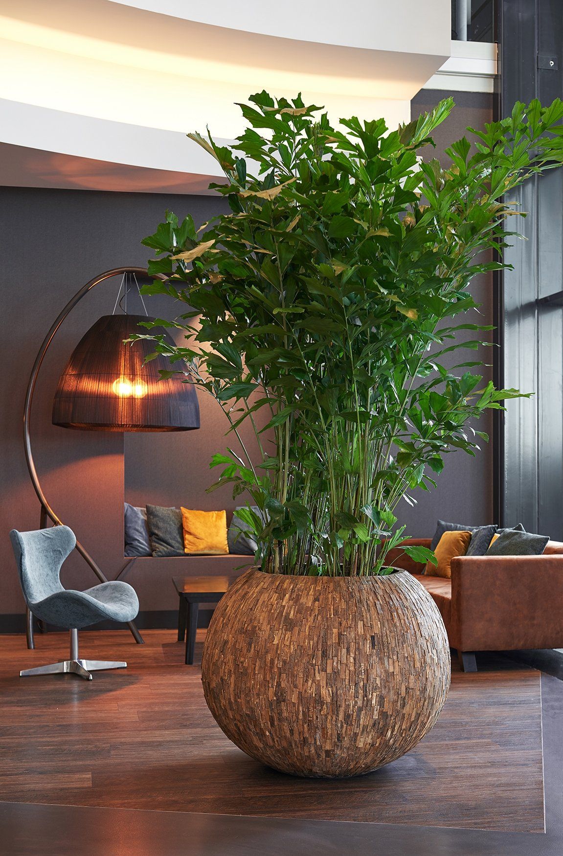 Caryota mitis Caryota mitis in grote ronde houten mozaïek plantenbak
