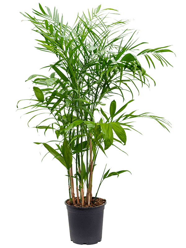 Chamaedorea seifrizii Chamaedorea seifrizii