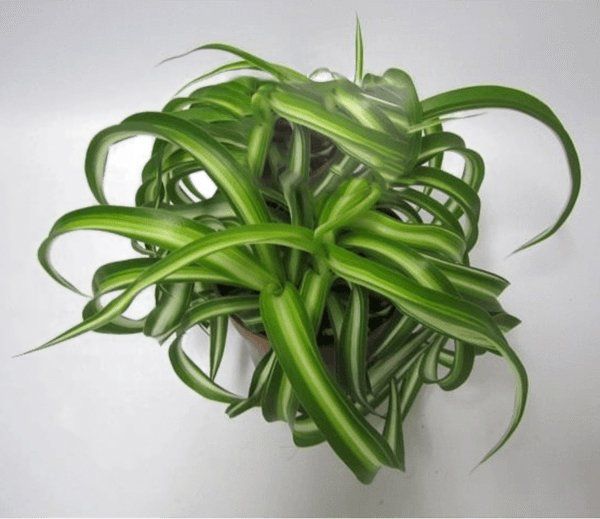Chlorophytum Chlorophytum