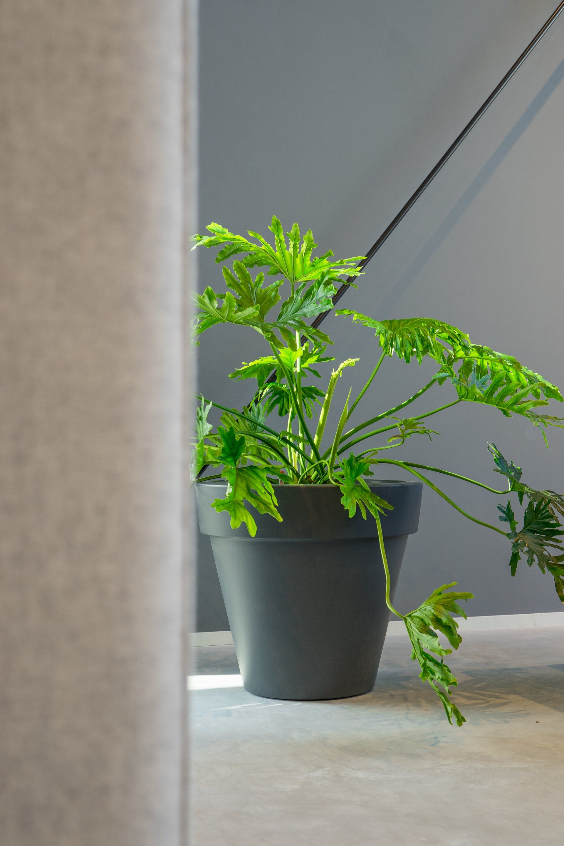 Philodendron selloum Philodendron selloum