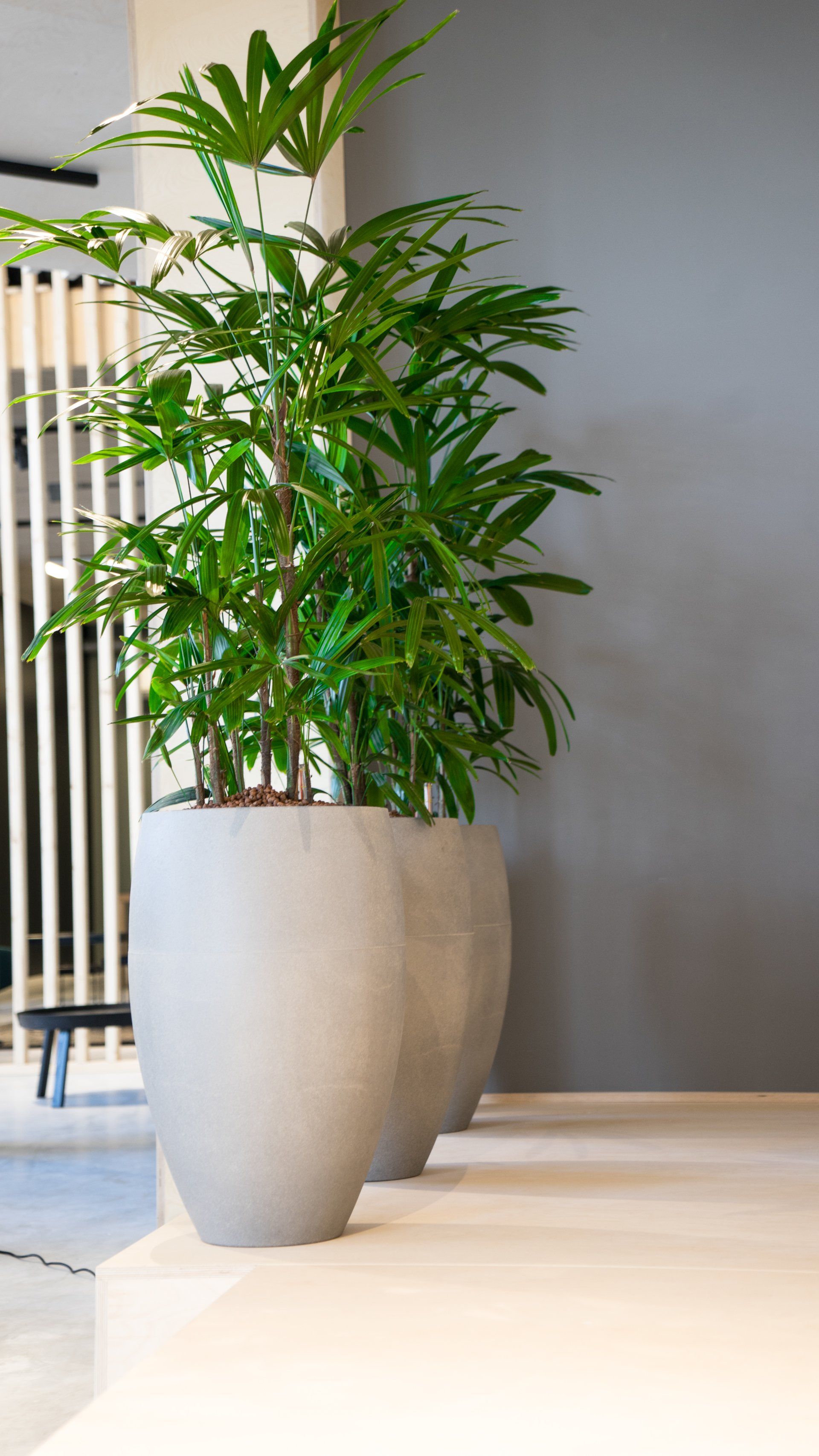 Rhapis excelsa Rhapis excelsa