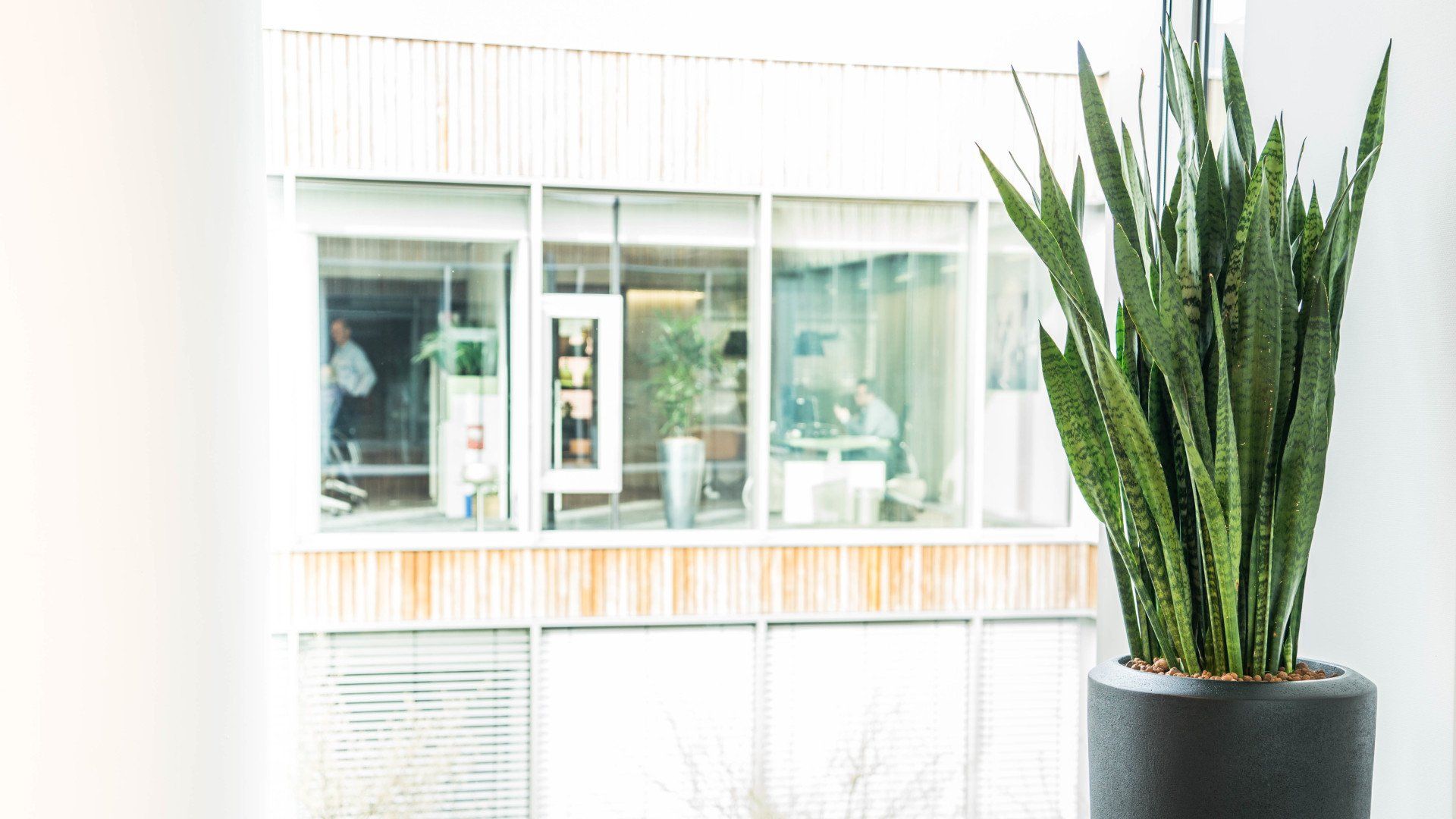 Sansevieria