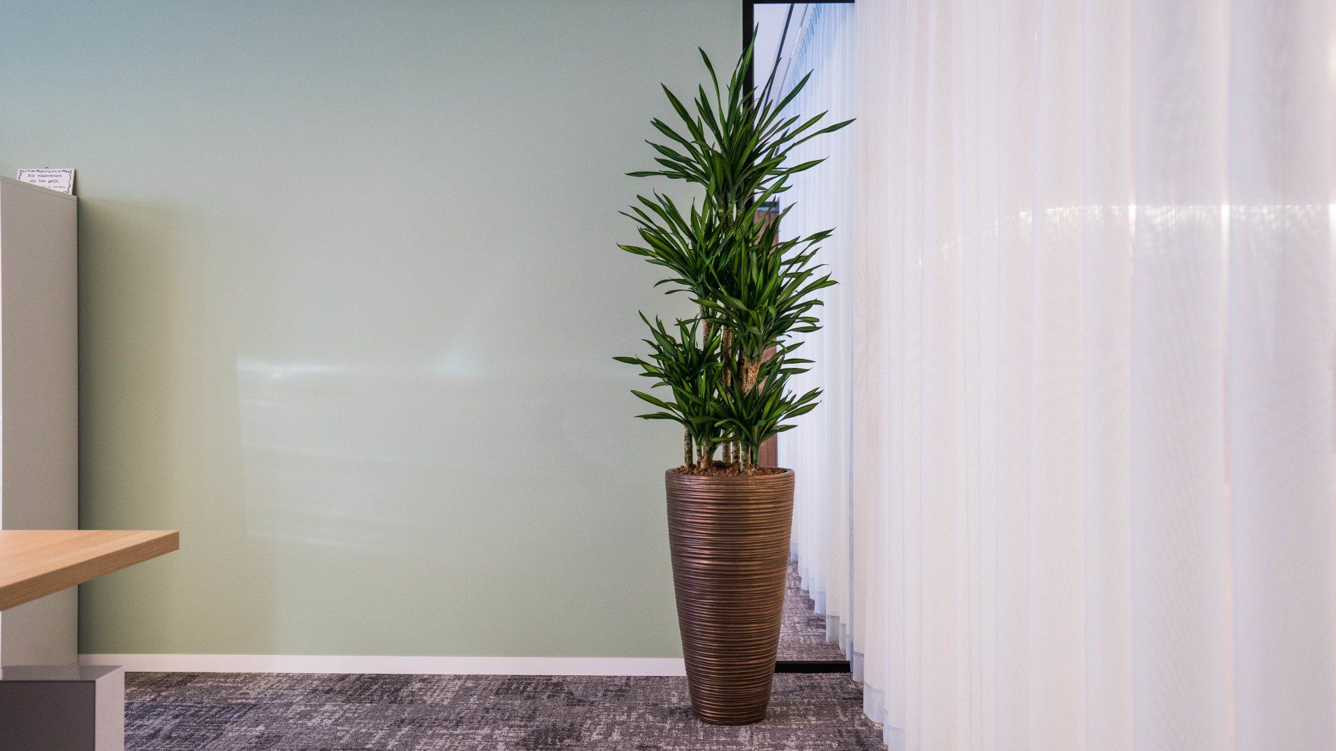 Dracaena marginata