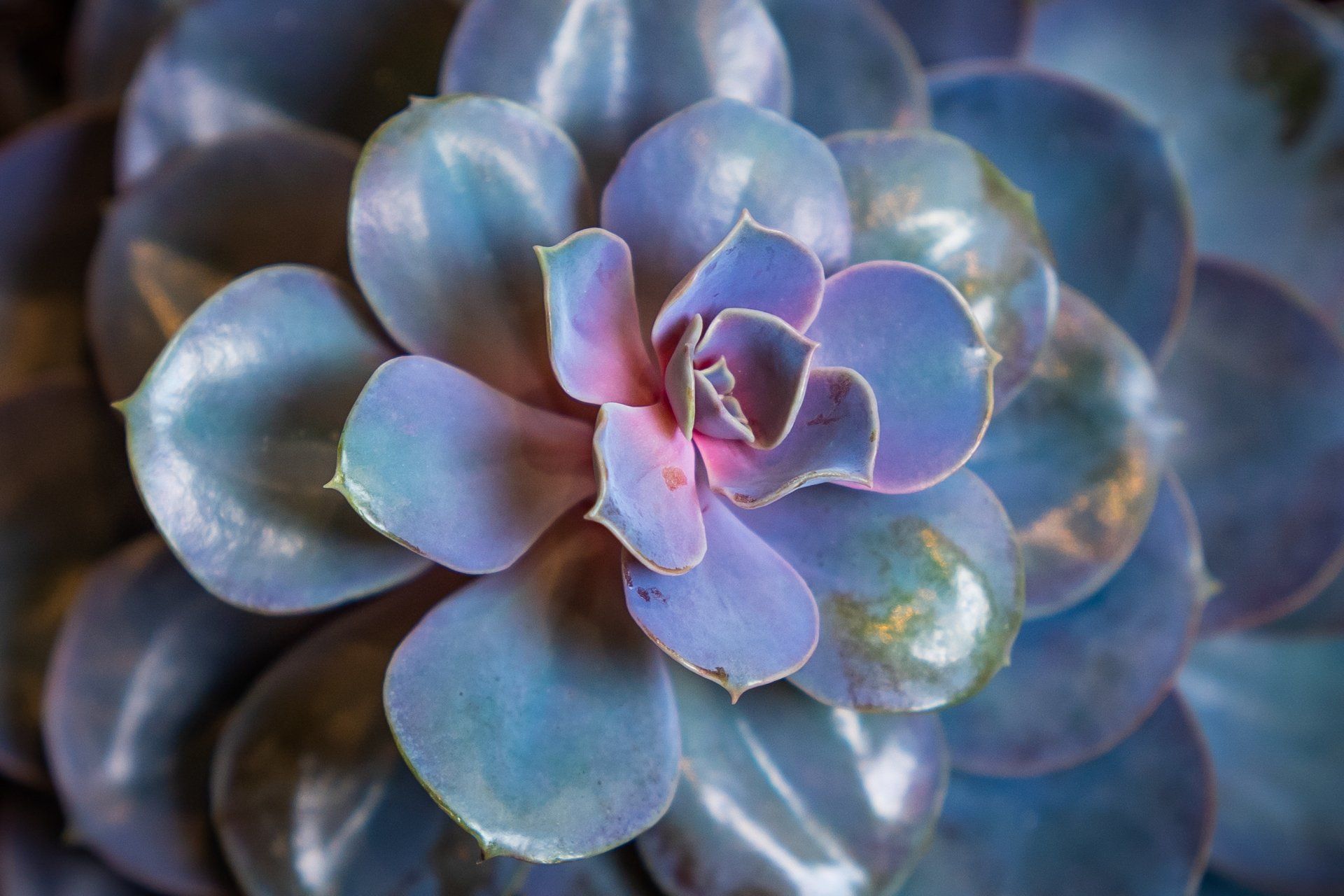 Close-up van vetplant