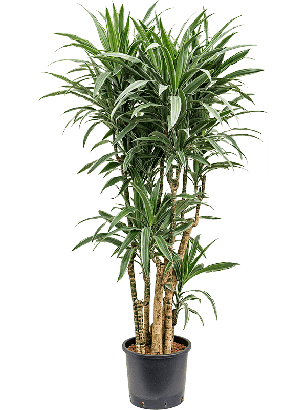 Dracaena deremensis Dracaena deremensis