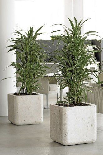 Dracaena deremensis Dracaena deremensis