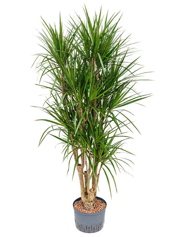Dracaene marginata Dracaene marginata