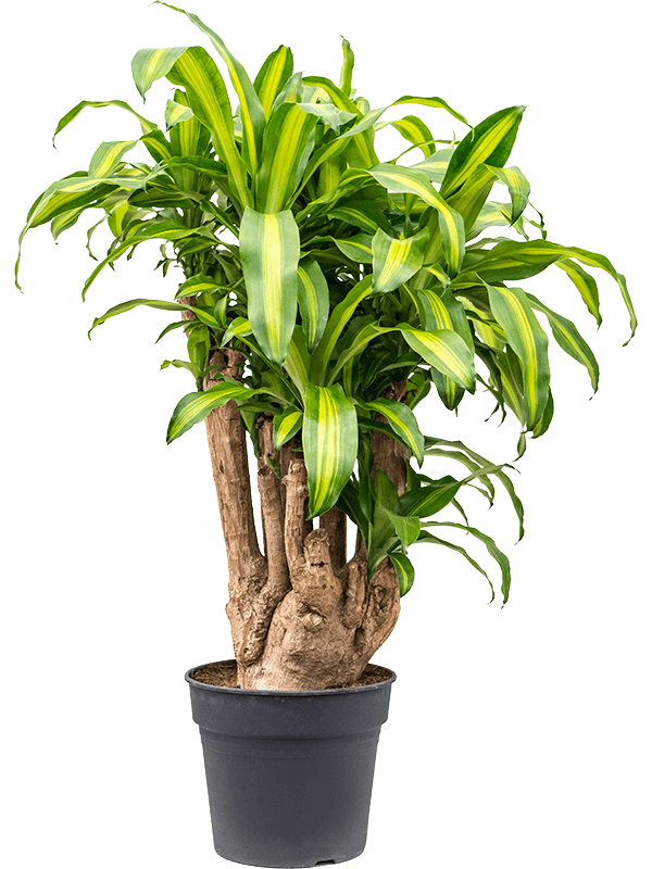 Dracaena fragrans Dracaena fragrans