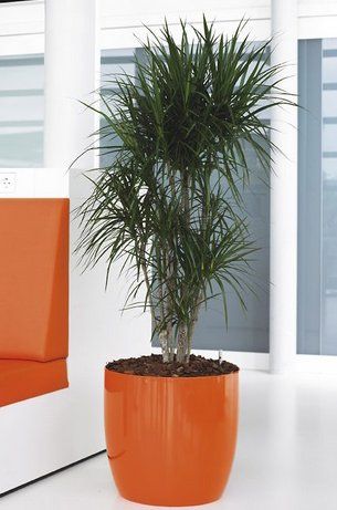 Dracaena marginata Dracaena marginata
