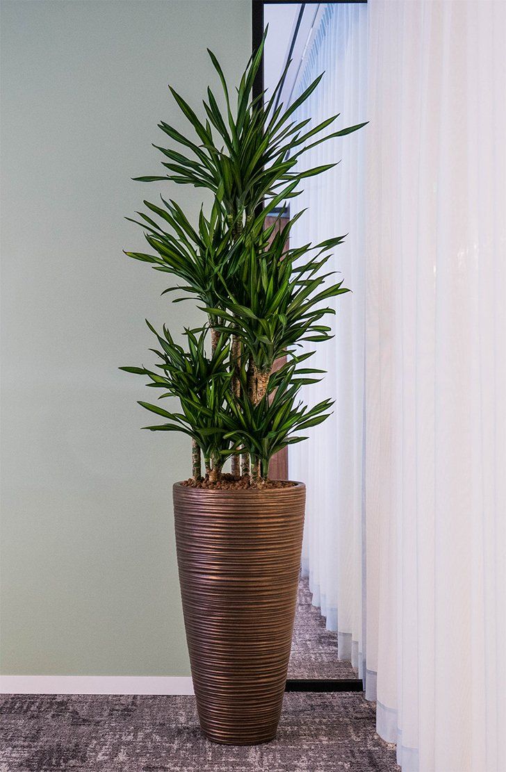 Dracaena fragrans 'Riki' Dracaena fragrans 'Riki'