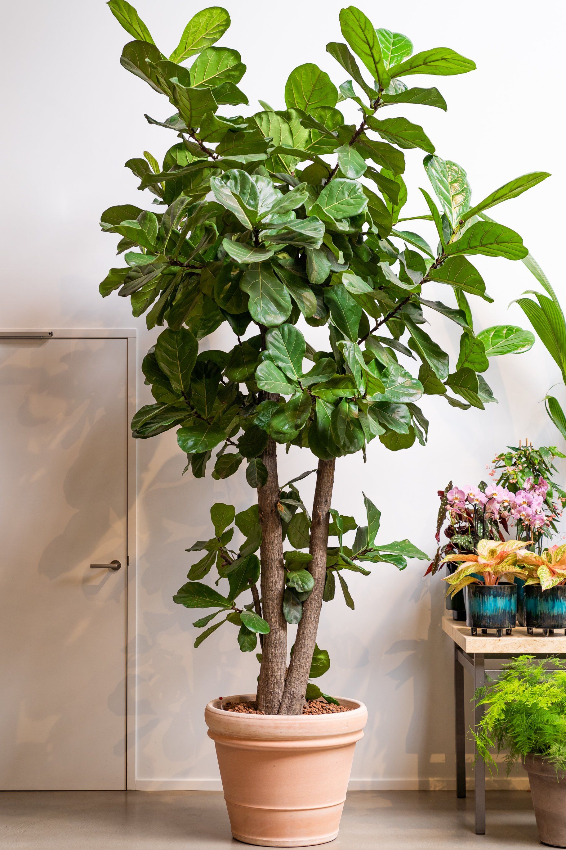 Ficus lyrata Ficus lyrata
