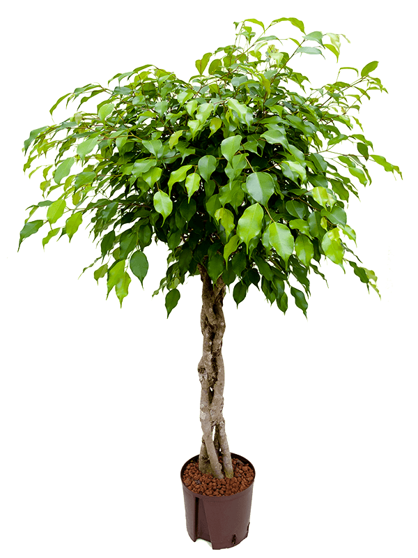 Ficus benjamina Ficus benjamina