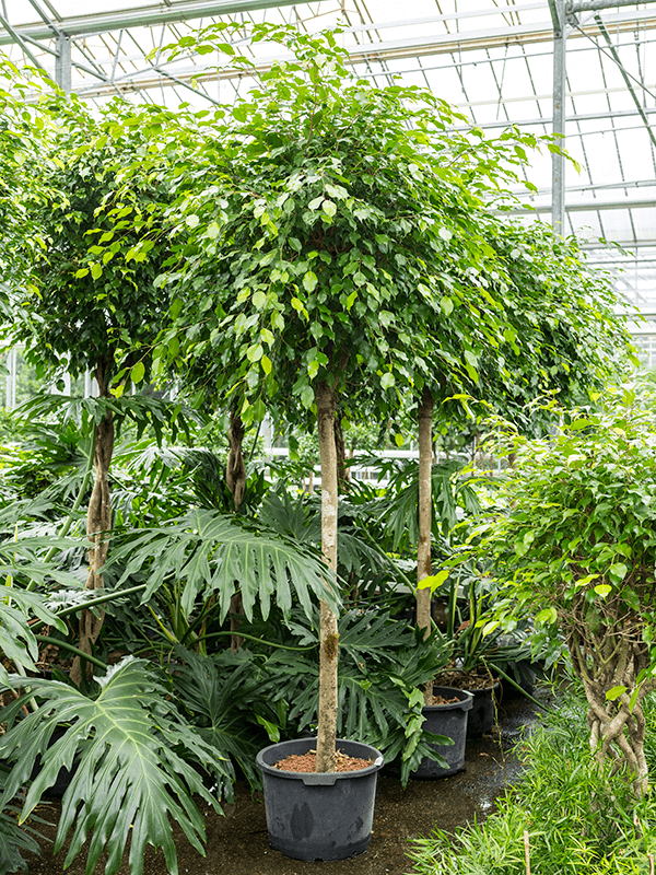 Ficus benjamina Ficus benjamina