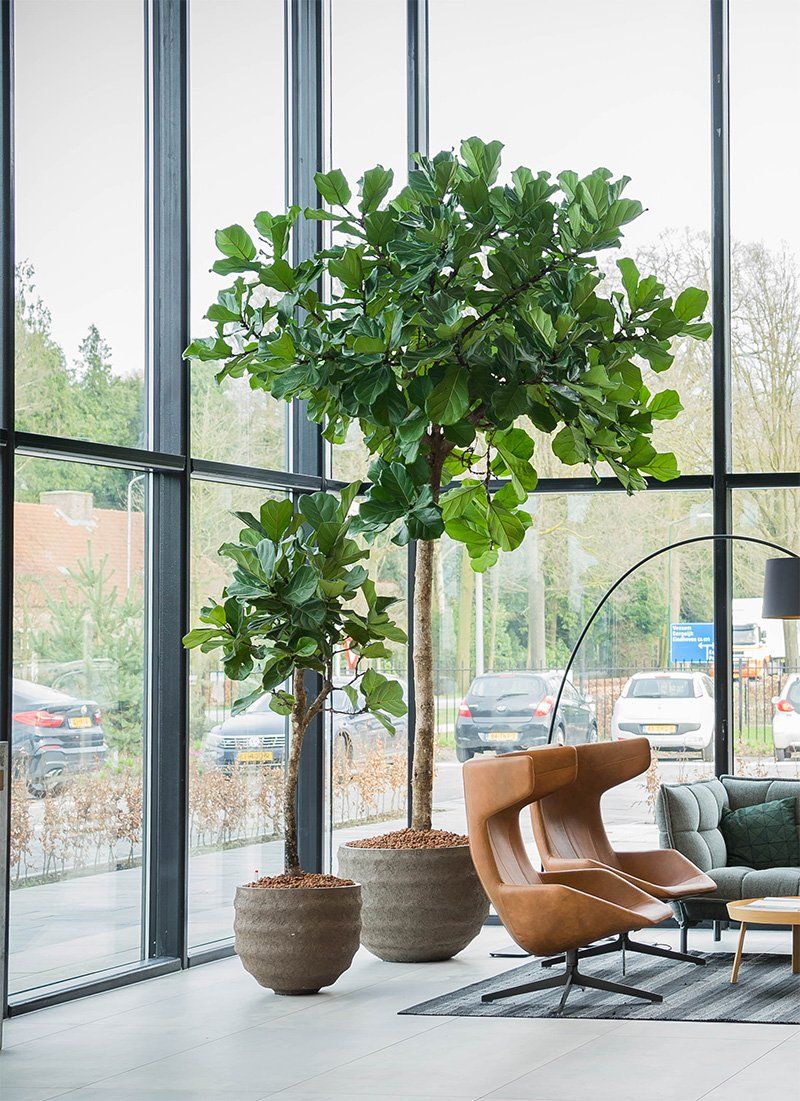 Ficus lyrata Ficus lyrata