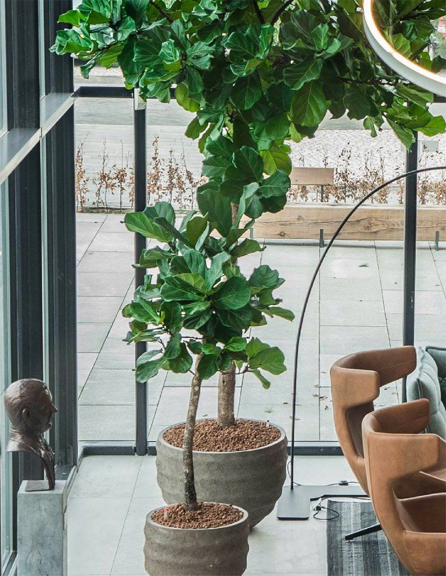 Een Ficus lyrata of tabaksplant als passende aankleding bij Agio Cigars.