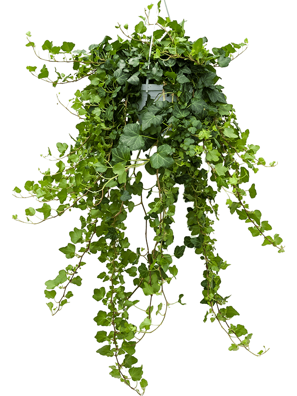 Hedera helix Hedera helix