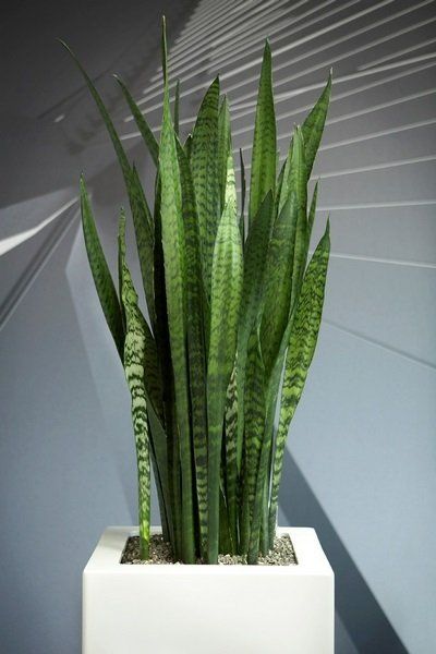 Sansevieria