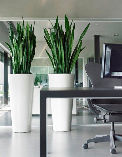 Sansevieria