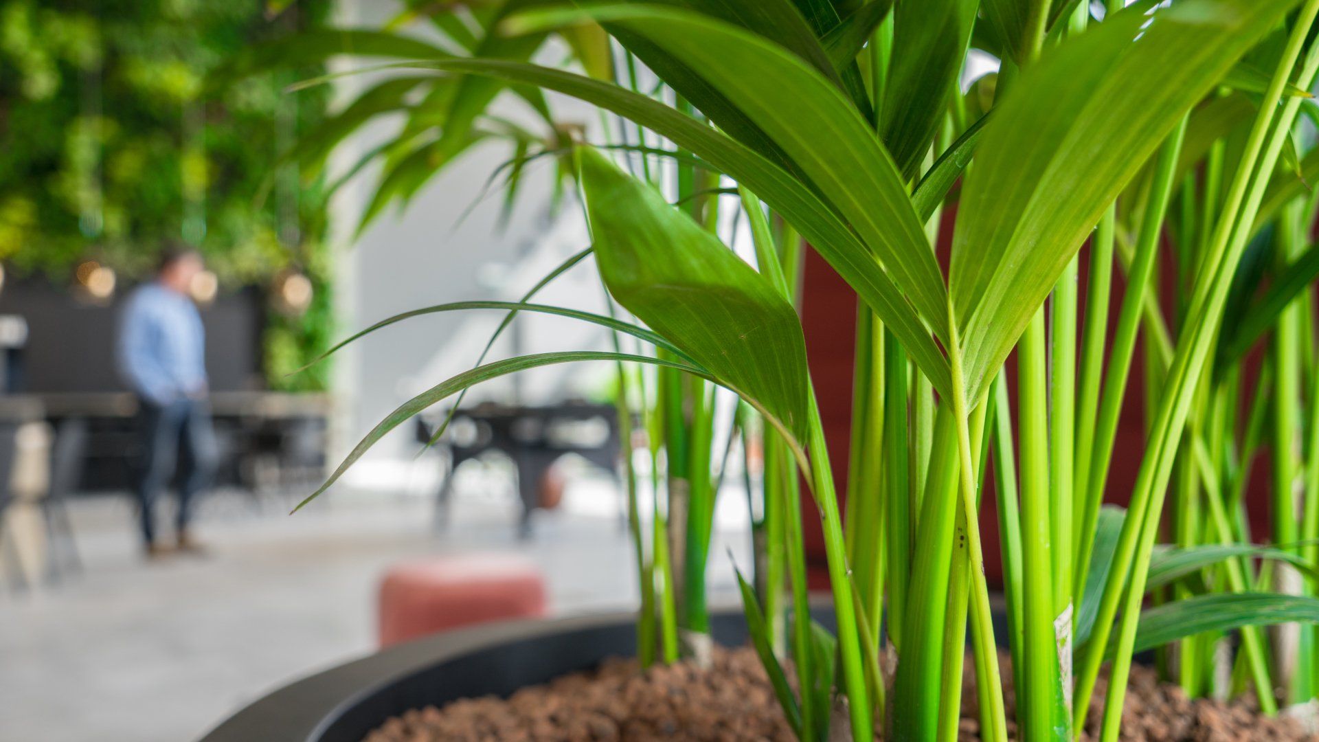 Kantoorplanten voor een groene aankleding