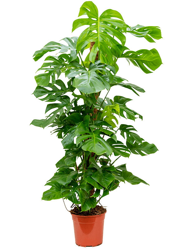 Monstera deliciosa zoals geleverd door Nieuwkoop Monstera deliciosa zoals geleverd door Nieuwkoop