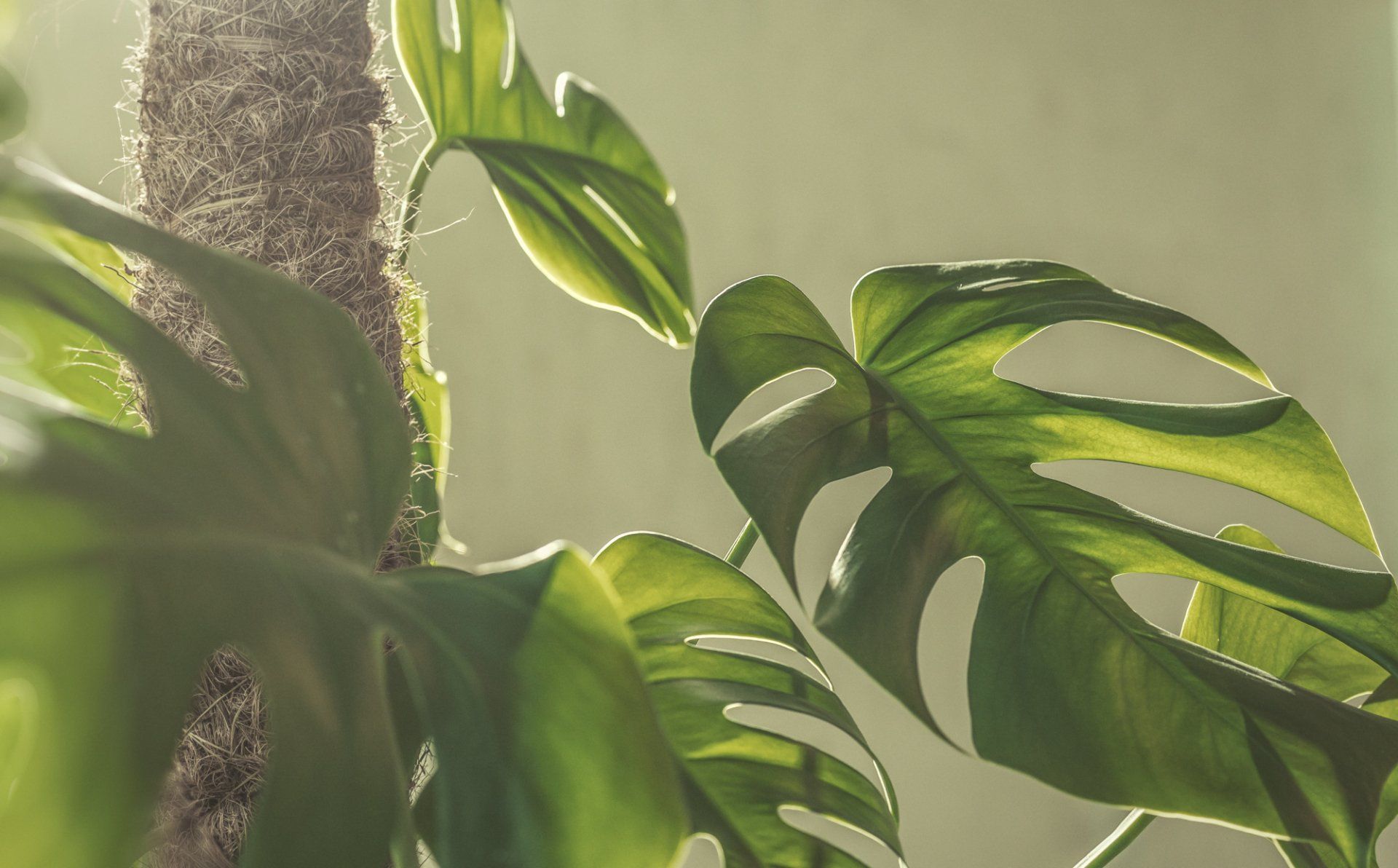 Monstera deliciosa blad close-up Monstera deliciosa blad close-up