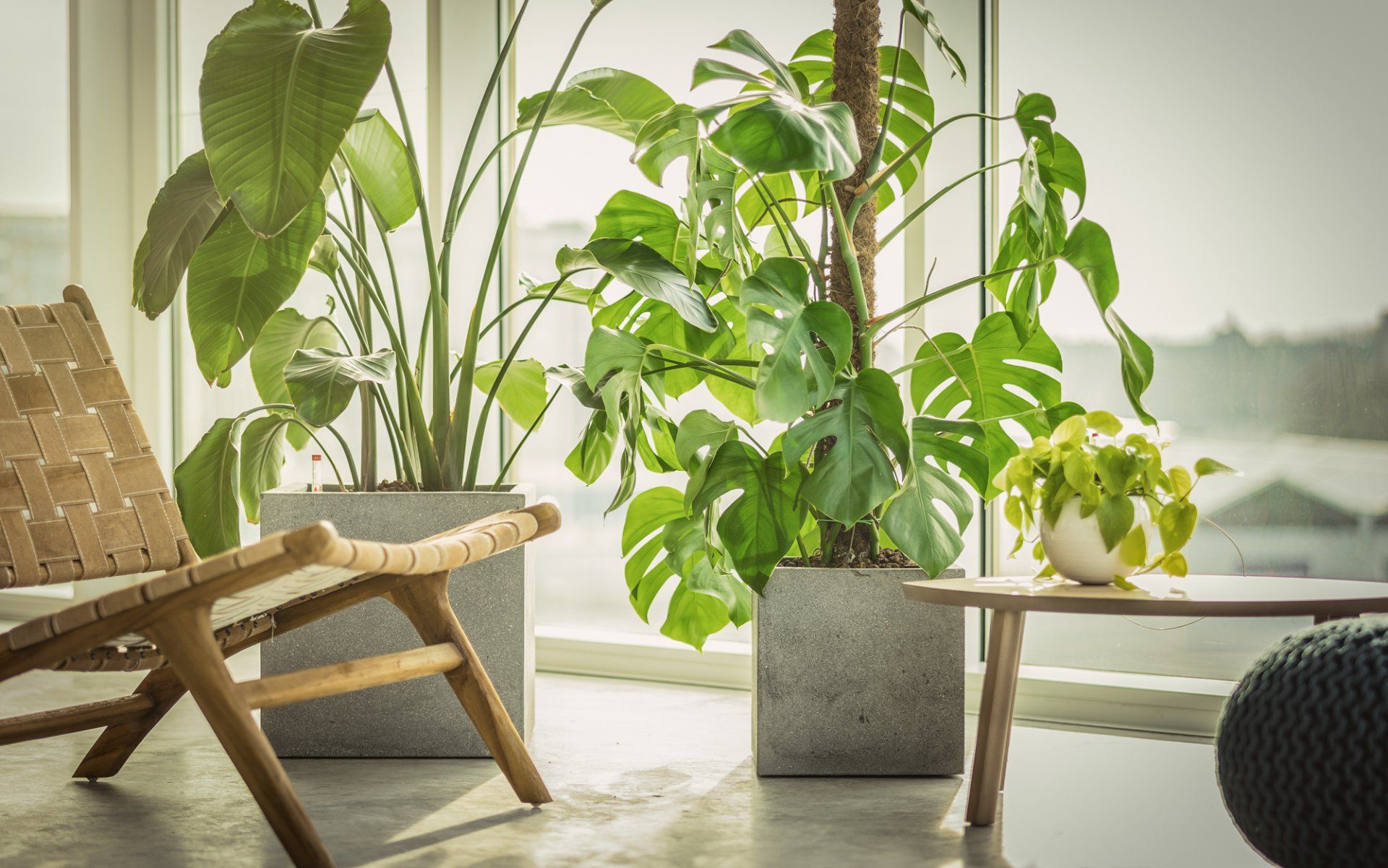 Monstera deliciosa niet op de beste standplaats Monstera deliciosa niet op de beste standplaats