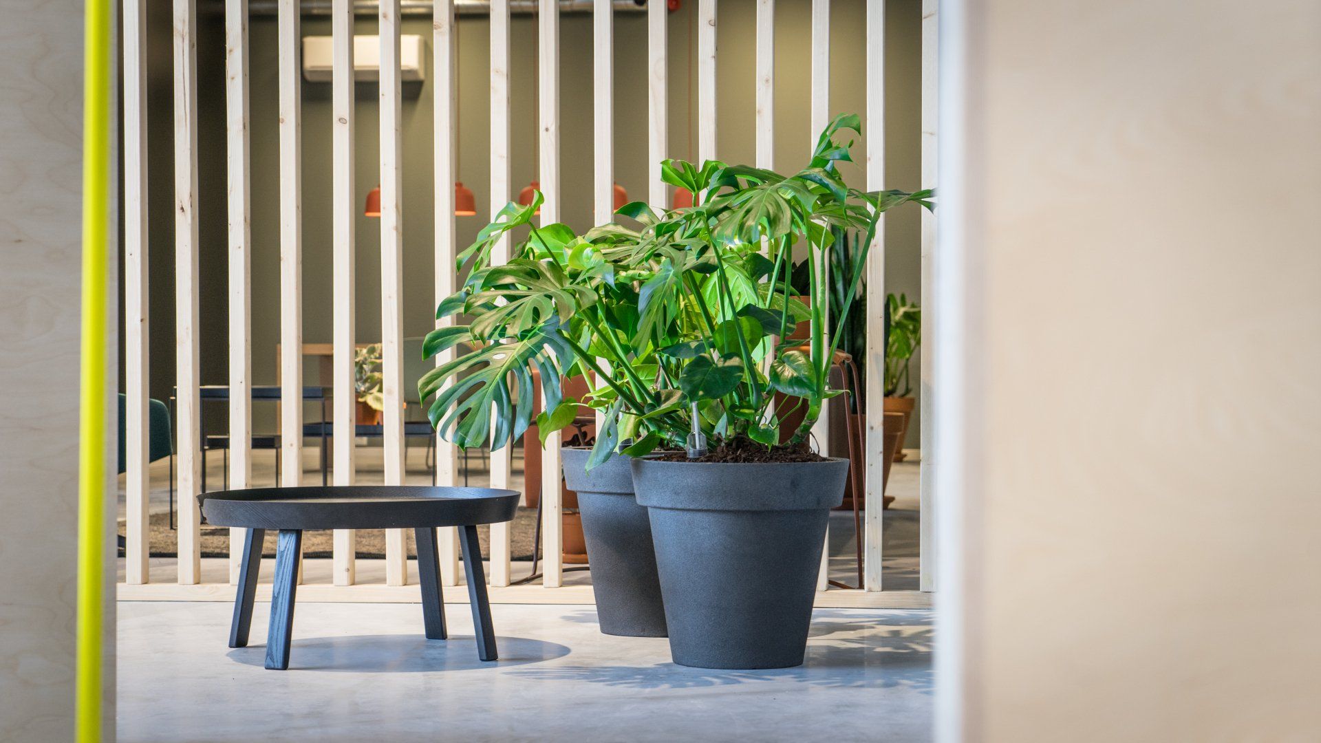 Monstera deliciosa op een prima standplaats Monstera deliciosa op een prima standplaats