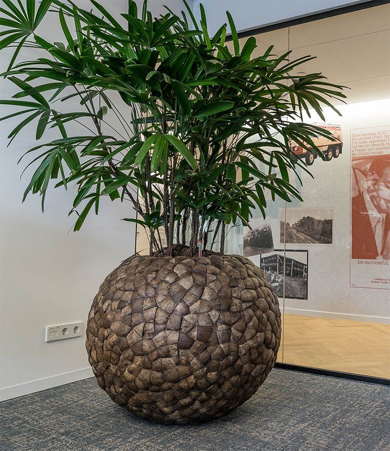 Rhapis excelsa Rhapis excelsa