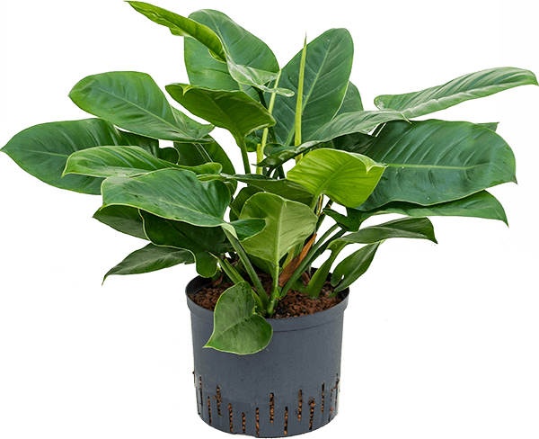 Philodendron imperial green zoals geleverd door kweker. Philodendron imperial green zoals geleverd door kweker.