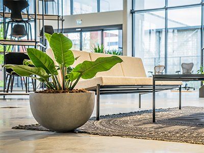 Philodendron imperial green in ruime kantooromgeving Philodendron imperial green in ruime kantooromgeving