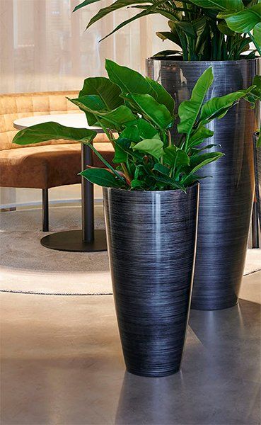 Philodendron imperial green als kantoorplant Philodendron imperial green als kantoorplant