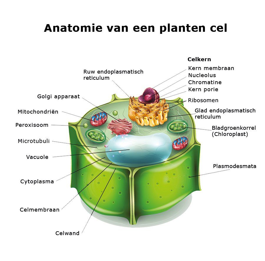 Afbeelding van een plantencel Afbeelding van een plantencel