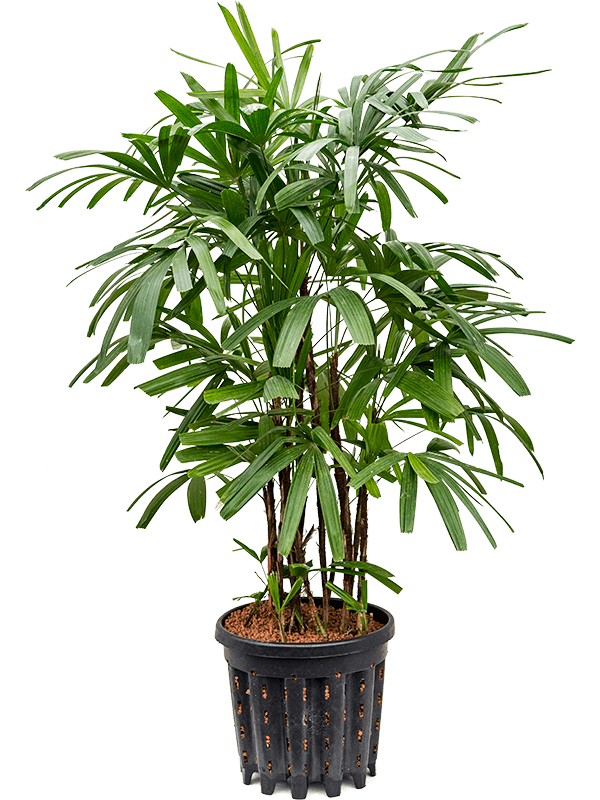 Rhapis excelsa Rhapis excelsa